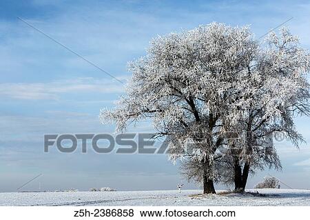 Russian Federation. Voronezh oblvst. Hunter in camouflage white suit on winter hunting. View Large Photo Image Stock Photo - Russian Federation. Voronezh oblvst. Hunter in camouflage white suit on winter hunting.. Fotosearch