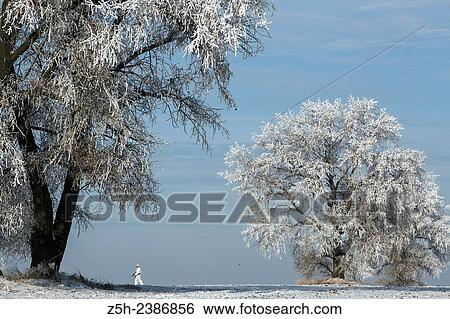 Stock Photograph - Russian Federation. Voronezh oblvst. Hunter in camouflage white suit on winter hunting.. Fotosearch