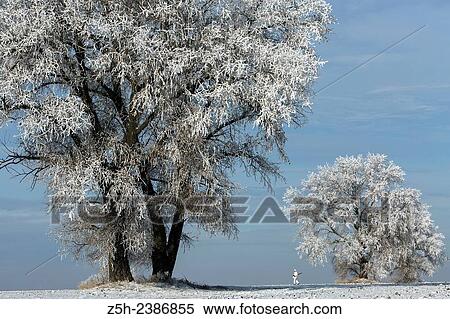 Stock Photography - Russian Federation. Voronezh oblvst. Hunter in camouflage white suit on winter hunting.. Fotosearch
