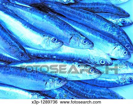 Sardines View Large Photo Image Stock Photograph - Sardines. Fotosearch