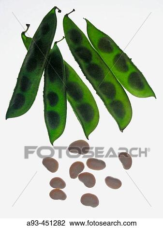 Scarlet runner bean (Phaseolus multiflorus) View Large Photo Image Stock Image - Scarlet runner bean (Phaseolus multiflorus). Fotosearch