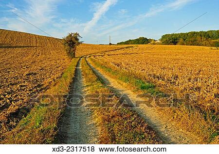 "single tree beside dirt track through corn field after autumn harvest, Dordogne Department, Aquitaine, France. " View Large Photo Image Stock Photo - "single tree beside dirt track through corn field after autumn harvest, Dordogne Department, Aquitaine, France. ". Fotosearch