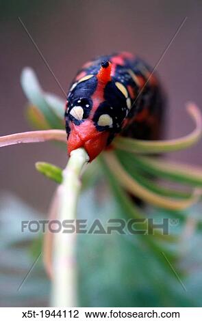 Spurge Hawk-moth (Hyles euphorbiae) caterpillar. View Large Photo Image Stock Image - Spurge Hawk-moth (Hyles euphorbiae) caterpillar.. Fotosearch