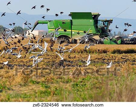 Stock Photograph - "Starlings (Sturnus vulgaris) and seagulls (Laurus audouinii) during harvesting rice fields. Ebro River Delta Natural Park, Tarragona province, Catalonia, Spain. ". Fotosearch