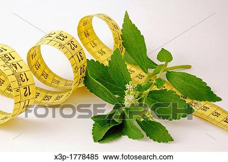 Stevia and measuring tape View Large Photo Image Stock Photography - Stevia and measuring tape. Fotosearch