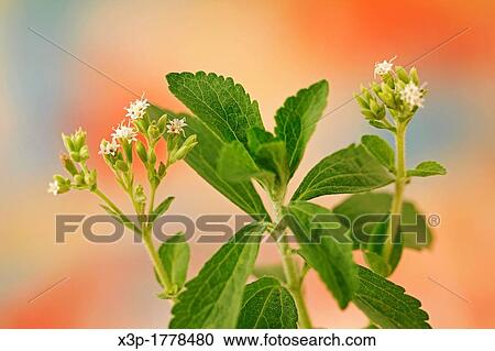 Stevia plant with flowers View Large Photo Image Stock Image - Stevia plant with flowers. Fotosearch
