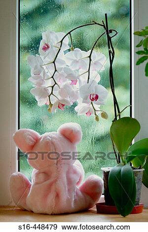 Stock Photo - "Stuffed animal looking"" outside, sitting by the window, beneath an orchid flower""". Fotosearch