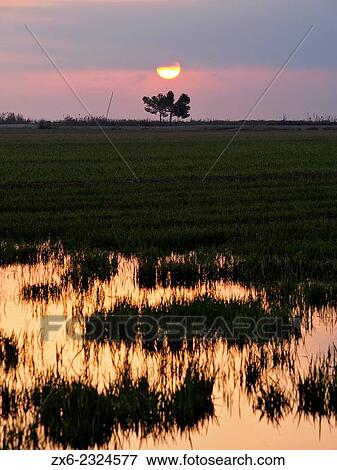 "Sunrise. Autumn grass grown up at rice fields after harvest due to rainstorms. Ebro River Delta Natural Park, Tarragona province, Catalonia, Spain. " View Large Photo Image Stock Photo - "Sunrise. Autumn grass grown up at rice fields after harvest due to rainstorms. Ebro River Delta Natural Park, Tarragona province, Catalonia, Spain. ". Fotosearch