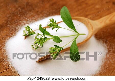 Sweet herb Stevia rebaudiana View Large Photo Image Stock Photo - Sweet herb Stevia rebaudiana. Fotosearch