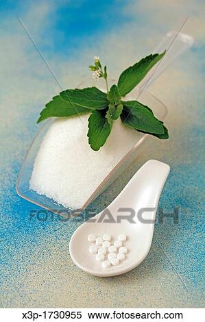 Sweet plant Stevia rebaudiana View Large Photo Image Stock Photography - Sweet plant Stevia rebaudiana. Fotosearch