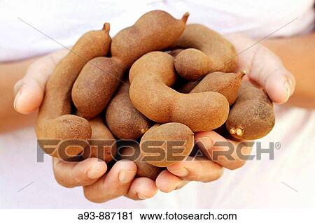 Tamarind fruit (Tamarindus indica) View Large Photo Image Stock Image - Tamarind fruit (Tamarindus indica). Fotosearch
