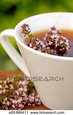 Thyme infusion (Thymus vulgaris) View Large Photo Image Stock Image - Thyme infusion (Thymus vulgaris). Fotosearch