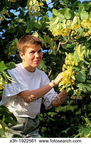 Stock Image - "Tilia flowers picking, Drome department, region of Rhone-Alpes, France, Europe". Fotosearch