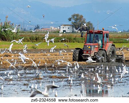 Stock Photo - "Tractor preparing cropped rice fields to be flooded for winter time. Ebro River Delta Natural Park, Tarragona province, Catalonia, Spain. ". Fotosearch