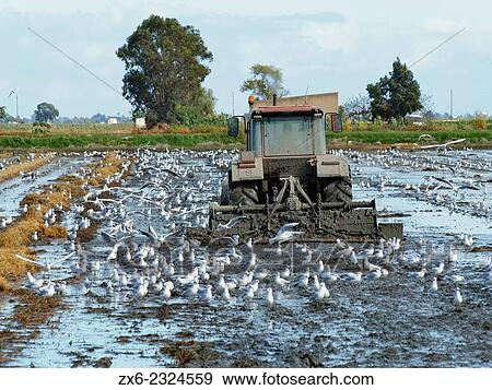 "Tractor preparing cropped rice fields to be flooded for winter time. Ebro River Delta Natural Park, Tarragona province, Catalonia, Spain. " View Large Photo Image Stock Photo - "Tractor preparing cropped rice fields to be flooded for winter time. Ebro River Delta Natural Park, Tarragona province, Catalonia, Spain. ". Fotosearch