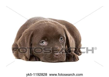 Stock Photo - Ultra Cute Shot of a Six Week Old Chocolate Labrador Puppy. Fotosearch