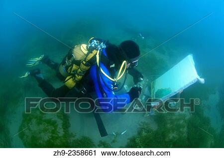 "Underwater artist Yuriy Alexeev (Yuri Alekseev) paints a picture under water. Lake Baikal, Listvyanka, Irkutsky District, Irkutsk Oblast, Siberia, Russia, Eurasia. " View Large Photo Image Stock Image - "Underwater artist Yuriy Alexeev (Yuri Alekseev) paints a picture under water. Lake Baikal, Listvyanka, Irkutsky District, Irkutsk Oblast, Siberia, Russia, Eurasia. ". Fotosearch