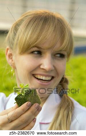 "Vegetable production in the Belgorod region. Company ""Greenhouses Belogoriya. "". " View Large Photo Image Stock Image - "Vegetable production in the Belgorod region. Company ""Greenhouses Belogoriya. "". ". Fotosearch