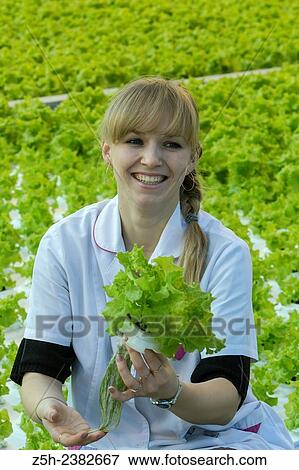 Stock Photo - "Vegetable production in the Belgorod region. Company ""Greenhouses Belogoriya. "". ". Fotosearch