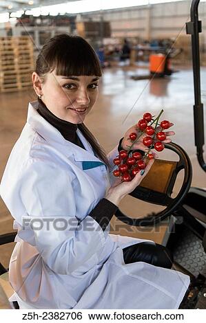 Stock Photograph - "Vegetable production in the Belgorod region. Company ""Greenhouses Belogoriya. "". ". Fotosearch