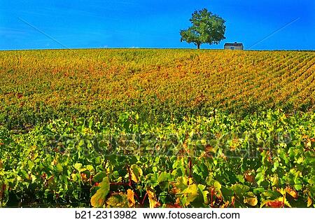 "Vineyard in the Medoc, Bordeaux wines district, Gironde, Aquitaine, France" View Large Photo Image Stock Image - "Vineyard in the Medoc, Bordeaux wines district, Gironde, Aquitaine, France". Fotosearch