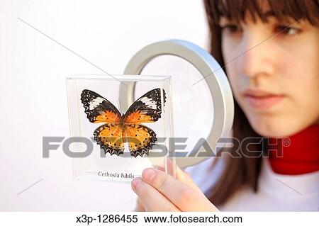 Watching a butterfly (Cethosia biblis) View Large Photo Image Stock Photography - Watching a butterfly (Cethosia biblis). Fotosearch