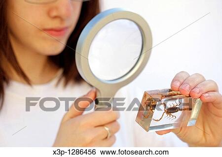 Watching a scorpion (Mesobuthus martensii) View Large Photo Image Stock Photograph - Watching a scorpion (Mesobuthus martensii). Fotosearch