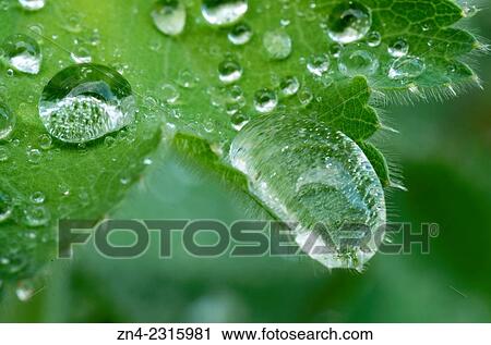 "Water Drops Showing the Lotus Effect of a Thistle Leaf, Bad Schallerbach, Austria. " View Large Photo Image Stock Image - "Water Drops Showing the Lotus Effect of a Thistle Leaf, Bad Schallerbach, Austria. ". Fotosearch