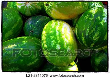 Stock Photograph - Watermelons. Fotosearch