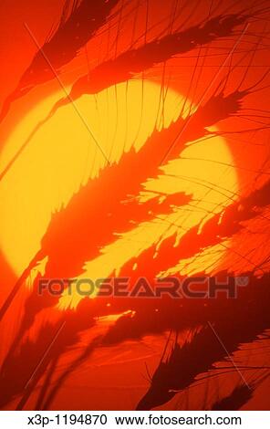 Wheat and sunset View Large Photo Image Stock Image - Wheat and sunset. Fotosearch