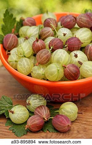 White and red gooseberries View Large Photo Image Picture - White and red gooseberries. Fotosearch
