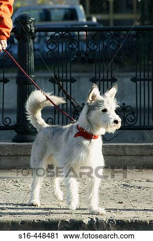 "White pet dog during a walk - Dambovitza river bank, Bucharest, Romania" View Large Photo Image Stock Image - "White pet dog during a walk - Dambovitza river bank, Bucharest, Romania". Fotosearch