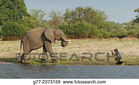 "Woman photographing an elephant, Chobe National Park, Botswana" View Large Photo Image Stock Photo - "Woman photographing an elephant, Chobe National Park, Botswana". Fotosearch
