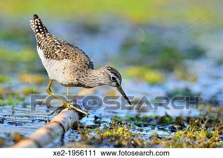 Stock Image - "Wood Sandpiper - Tringa glareola, Crete". Fotosearch