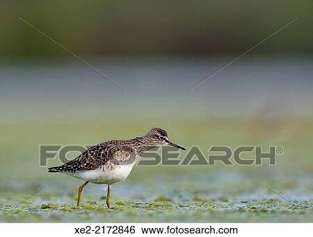 Stock Photograph - "Wood Sandpiper - Tringa glareola, Crete". Fotosearch