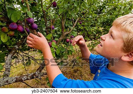 "A Boy Fruit Picking At A Pick Your Own Fruit Farm, Sussex, Uk. " View Large Photo Image Picture - "A Boy Fruit Picking At A Pick Your Own Fruit Farm, Sussex, Uk. ". Fotosearch