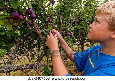 "A Boy Fruit Picking At A Pick Your Own Fruit Farm, Sussex, Uk. " View Large Photo Image Stock Image - "A Boy Fruit Picking At A Pick Your Own Fruit Farm, Sussex, Uk. ". Fotosearch