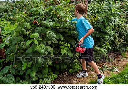 "A Boy Picking Raspberries At A Pick Your Own Fruit Farm, Sussex, Uk. " View Large Photo Image Stock Photograph - "A Boy Picking Raspberries At A Pick Your Own Fruit Farm, Sussex, Uk. ". Fotosearch