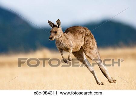"Australia, Tasmania, Maria Island, Maria Island National Park, about 2 km north of the settlement of Darlington with the old probation station. Eastern Grey Kangaroo or Forester Kangaroo (Macropus giganteus). February 2006" View Large Photo Image Stock Image - "Australia, Tasmania, Maria Island, Maria Island National Park, about 2 km north of the settlement of Darlington with the old probation station. Eastern Grey Kangaroo or Forester Kangaroo (Macropus giganteus). February 2006". Fotosearch