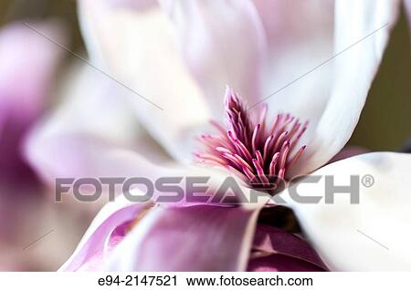 Stock Image - Close up of a saucer magnolia flower.. Fotosearch