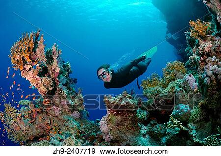 "Freediver dives near the coral reef, Red Sea, Egypt. " View Large Photo Image Stock Photo - "Freediver dives near the coral reef, Red Sea, Egypt. ". Fotosearch