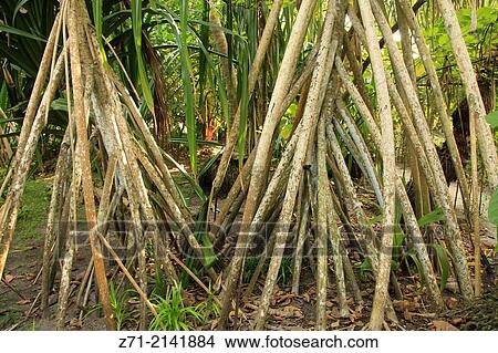 Picture - "Maldives, Fihalhohi Island, vegetation, mangrove,.". Fotosearch