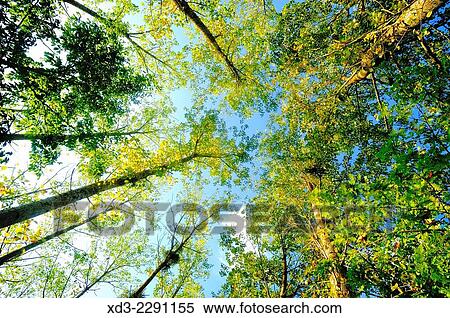 "poplar forest by Lac des Graussettes, Lot-et-Garonne Department, Aquitaine, France. " View Large Photo Image Stock Photography - "poplar forest by Lac des Graussettes, Lot-et-Garonne Department, Aquitaine, France. ". Fotosearch