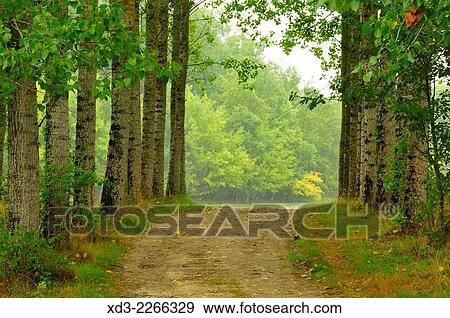 Stock Photo - "road through poplar forest by Lac des Graussettes, Lot-et-Garonne Department, Aquitaine, France. ". Fotosearch