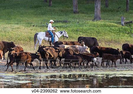 "Single wrangler Cowboy on horse herding cattle, California, USA" View Large Photo Image Stock Image - "Single wrangler Cowboy on horse herding cattle, California, USA". Fotosearch