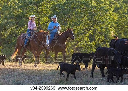 "Two wranglers Cowboys on horses herding cattle, California, USA" View Large Photo Image Stock Image - "Two wranglers Cowboys on horses herding cattle, California, USA". Fotosearch