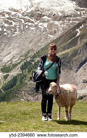 Stock Image - "young female tourist posing with sheep from local pasture on top of Hannig mountain 2336m, in the background Feeglatscher - Fee Glacier, Saas-Fee, Wallis, Valais, Switzerland. ". Fotosearch