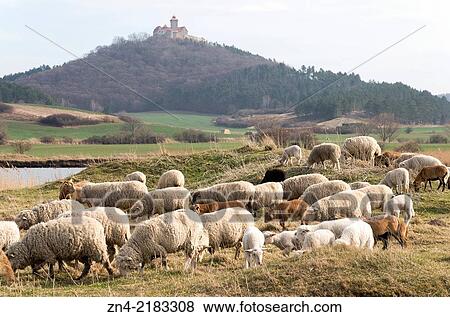 A Herd of Sheep in Front of Wachsenburg Castle. Thuringia. Germany View Large Photo Image Stock Photo - A Herd of Sheep in Front of Wachsenburg Castle. Thuringia. Germany. Fotosearch