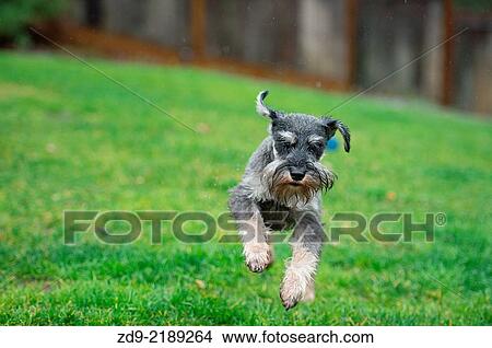 A young miniature schnauzer races through the rain. View Large Photo Image Picture - A young miniature schnauzer races through the rain.. Fotosearch
