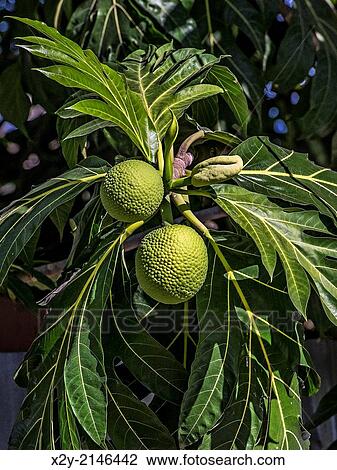 Stock Image - Ackee, national fruit of Jamaica.. Fotosearch